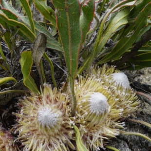 Protea scolopendriifolia